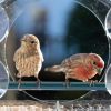 pet bird feeder; Nature Anywhere Clear Plastic Window Bird Feeder for Outside - Clear Window Bird Feeders with Strong Suction Cups